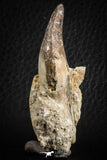 07103 -  Extremely Rare 2.57 Inch Pappocetus lugardi (Whale Ancestor) Incisor Rooted Tooth in Jaw Bone