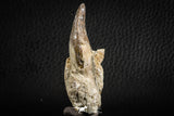 07103 -  Extremely Rare 2.57 Inch Pappocetus lugardi (Whale Ancestor) Incisor Rooted Tooth in Jaw Bone