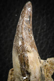07103 -  Extremely Rare 2.57 Inch Pappocetus lugardi (Whale Ancestor) Incisor Rooted Tooth in Jaw Bone