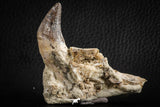 07103 -  Extremely Rare 2.57 Inch Pappocetus lugardi (Whale Ancestor) Incisor Rooted Tooth in Jaw Bone