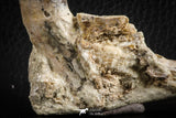 07103 -  Extremely Rare 2.57 Inch Pappocetus lugardi (Whale Ancestor) Incisor Rooted Tooth in Jaw Bone