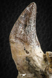 07103 -  Extremely Rare 2.57 Inch Pappocetus lugardi (Whale Ancestor) Incisor Rooted Tooth in Jaw Bone