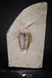 20030 - Museum Grade Euloma filacovi with Preserved Antennae Lower Ordovician Trilobite