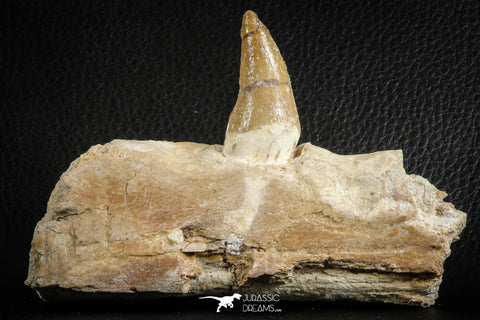 07104 -  Extremely Rare 4.92 Inch Pappocetus lugardi (Whale Ancestor) Incisor Rooted Tooth in Jaw Bone