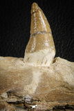 07104 -  Extremely Rare 4.92 Inch Pappocetus lugardi (Whale Ancestor) Incisor Rooted Tooth in Jaw Bone