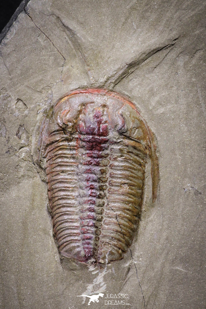 20030 - Museum Grade Euloma filacovi with Preserved Antennae Lower Ordovician Trilobite