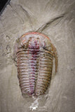 20030 - Museum Grade Euloma filacovi with Preserved Antennae Lower Ordovician Trilobite