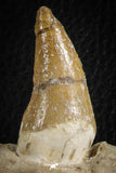 07104 -  Extremely Rare 4.92 Inch Pappocetus lugardi (Whale Ancestor) Incisor Rooted Tooth in Jaw Bone