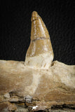 07104 -  Extremely Rare 4.92 Inch Pappocetus lugardi (Whale Ancestor) Incisor Rooted Tooth in Jaw Bone