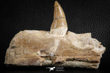 07104 -  Extremely Rare 4.92 Inch Pappocetus lugardi (Whale Ancestor) Incisor Rooted Tooth in Jaw Bone