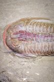 20030 - Museum Grade Euloma filacovi with Preserved Antennae Lower Ordovician Trilobite