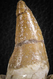 07104 -  Extremely Rare 4.92 Inch Pappocetus lugardi (Whale Ancestor) Incisor Rooted Tooth in Jaw Bone