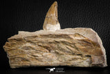 07104 -  Extremely Rare 4.92 Inch Pappocetus lugardi (Whale Ancestor) Incisor Rooted Tooth in Jaw Bone