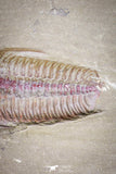 20030 - Museum Grade Euloma filacovi with Preserved Antennae Lower Ordovician Trilobite