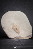 20031 - Museum Grade Bavarilla zemmourensis with Preserved Antennae Lower Ordovician Trilobite
