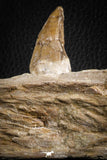 07104 -  Extremely Rare 4.92 Inch Pappocetus lugardi (Whale Ancestor) Incisor Rooted Tooth in Jaw Bone