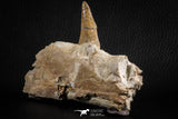 07104 -  Extremely Rare 4.92 Inch Pappocetus lugardi (Whale Ancestor) Incisor Rooted Tooth in Jaw Bone