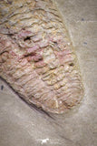 20031 - Museum Grade Bavarilla zemmourensis with Preserved Antennae Lower Ordovician Trilobite