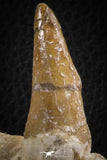 07104 -  Extremely Rare 4.92 Inch Pappocetus lugardi (Whale Ancestor) Incisor Rooted Tooth in Jaw Bone