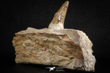 07104 -  Extremely Rare 4.92 Inch Pappocetus lugardi (Whale Ancestor) Incisor Rooted Tooth in Jaw Bone