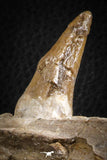 07104 -  Extremely Rare 4.92 Inch Pappocetus lugardi (Whale Ancestor) Incisor Rooted Tooth in Jaw Bone