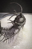20032 - Outstanding 2.23 Inch Ceratarges sp Middle Devonian Trilobite