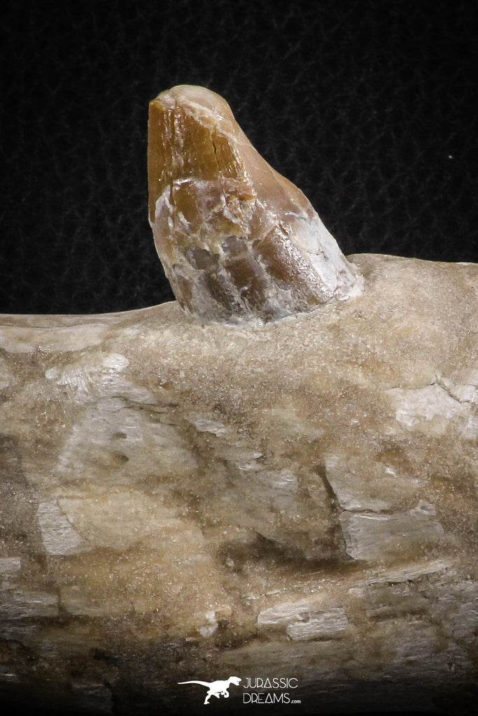 07105 - Extremely Rare 4.89 Inch Pappocetus lugardi (Whale Ancestor) Incisor Rooted Tooth in Jaw Bone