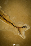 30091- Rare 4.26 Inch Rhynchodercetis Needle Fish Fossil - Upper Cretaceous Morocco