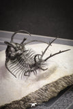 20032 - Outstanding 2.23 Inch Ceratarges sp Middle Devonian Trilobite