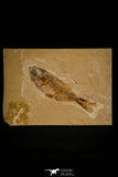 30093- Beautiful 2.56 Inch Armigatus sp Fossil Fish - Cretaceous Lebanon