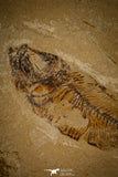 30093- Beautiful 2.56 Inch Armigatus sp Fossil Fish - Cretaceous Lebanon