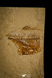 30093- Beautiful 2.56 Inch Armigatus sp Fossil Fish - Cretaceous Lebanon
