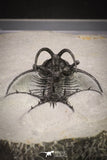 20033 - Outstanding 1.68 Inch Ceratarges sp Middle Devonian Trilobite