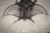 20033 - Outstanding 1.68 Inch Ceratarges sp Middle Devonian Trilobite
