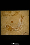 30094- Beautiful 2.76 Inch Scombroclupea sp Fossil Fish - Cretaceous Lebanon