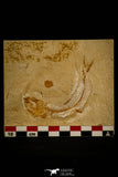 30094- Beautiful 2.76 Inch Scombroclupea sp Fossil Fish - Cretaceous Lebanon