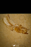 30094- Beautiful 2.76 Inch Scombroclupea sp Fossil Fish - Cretaceous Lebanon