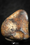 07109 - Taza (NWA 859) Iron Ungrouped Plessitic Octahedrite Meteorite 5.7g