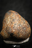 07109 - Taza (NWA 859) Iron Ungrouped Plessitic Octahedrite Meteorite 5.7g