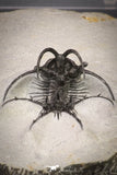 20033 - Outstanding 1.68 Inch Ceratarges sp Middle Devonian Trilobite