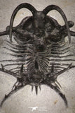 20033 - Outstanding 1.68 Inch Ceratarges sp Middle Devonian Trilobite
