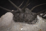 20034 - Awesome 2.29 Inch Ceratonurus sp Devonian Trilobite Top Well Prepared