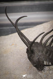 20034 - Awesome 2.29 Inch Ceratonurus sp Devonian Trilobite Top Well Prepared