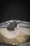 20034 - Awesome 2.29 Inch Ceratonurus sp Devonian Trilobite Top Well Prepared