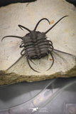 20034 - Awesome 2.29 Inch Ceratonurus sp Devonian Trilobite Top Well Prepared