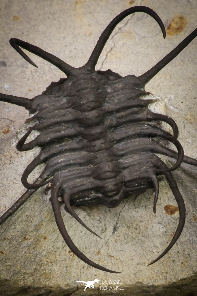 20034 - Awesome 2.29 Inch Ceratonurus sp Devonian Trilobite Top Well Prepared