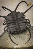 20034 - Awesome 2.29 Inch Ceratonurus sp Devonian Trilobite Top Well Prepared