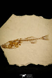 30106 - Beautiful 2.48 Inch Gasterosteus doryssus Fossil Fish Pliocene - Nevada
