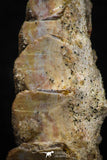 05465 - Rare 1.35 Inch Neoceratodus africanus Tooth From Kem Kem Basin