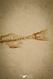 30106 - Beautiful 2.48 Inch Gasterosteus doryssus Fossil Fish Pliocene - Nevada